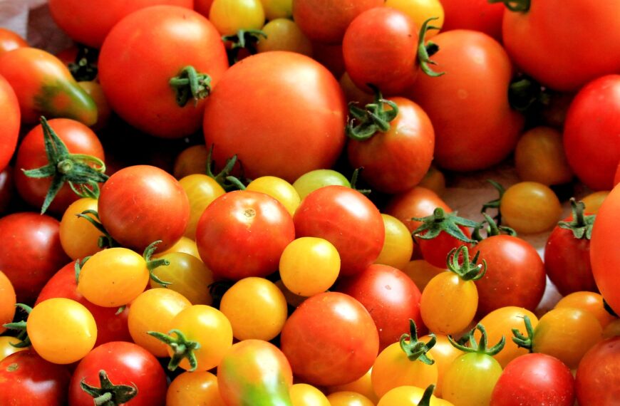 Tomato exports to Australia restart 