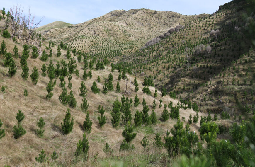 Short rotation forestry knocks down carbon loss 