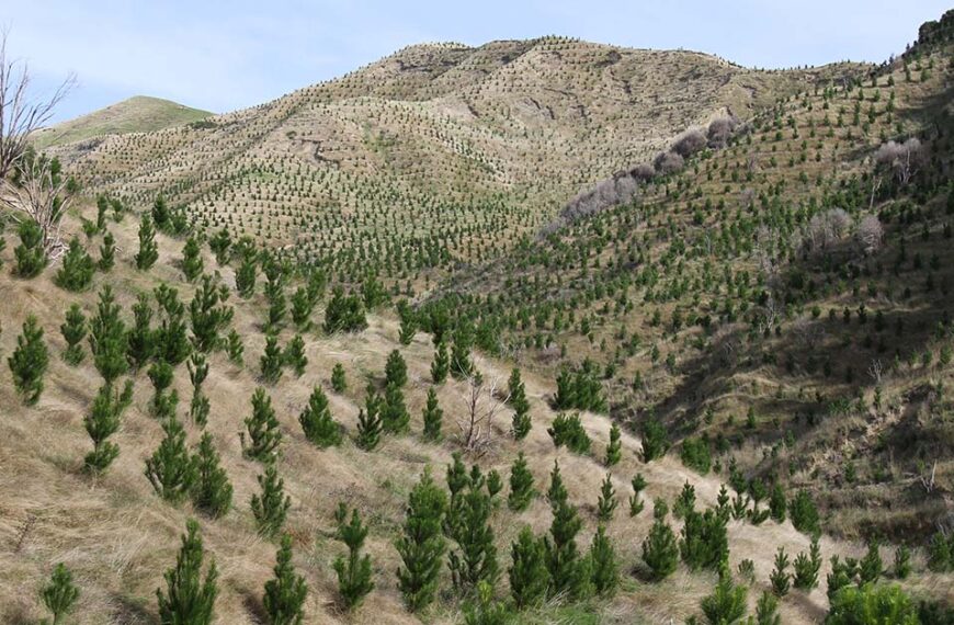 Young pines trees on a hill side