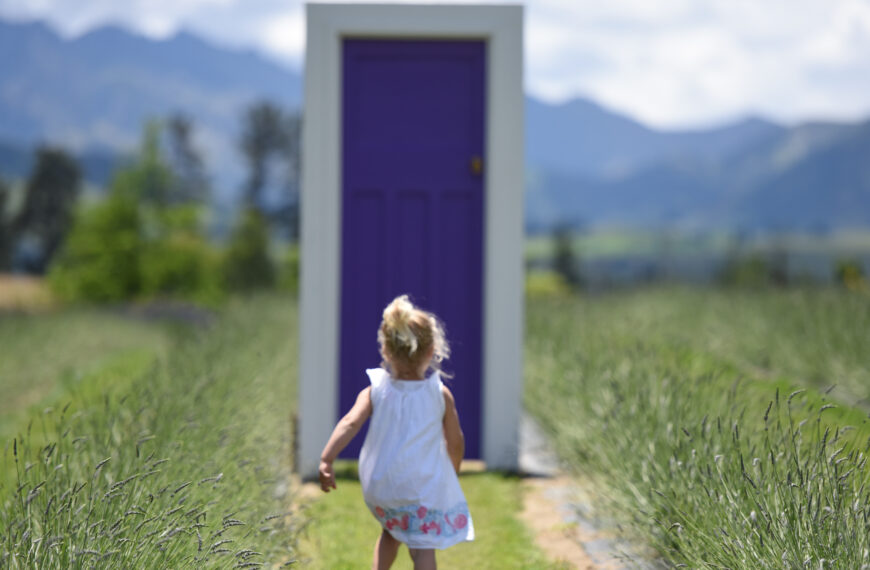 From a bare paddock to a blooming lavender business