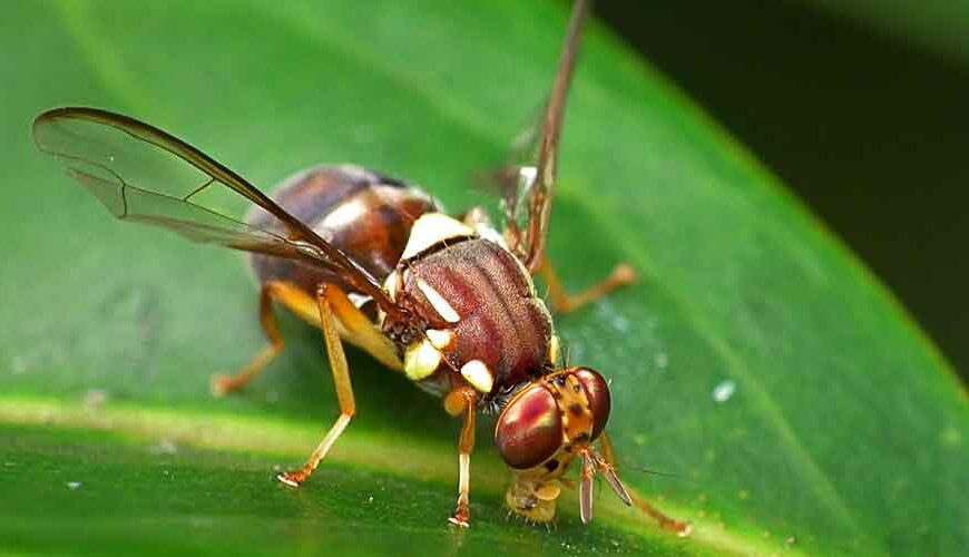 No quick fix on fruit fly outbreak