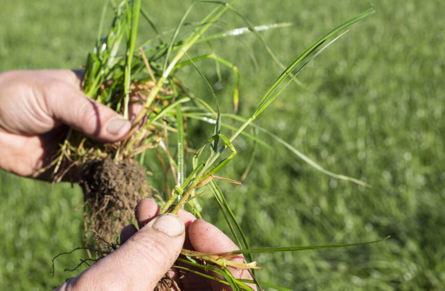 AgResearch to launch GE ryegrass trial bid in NZ