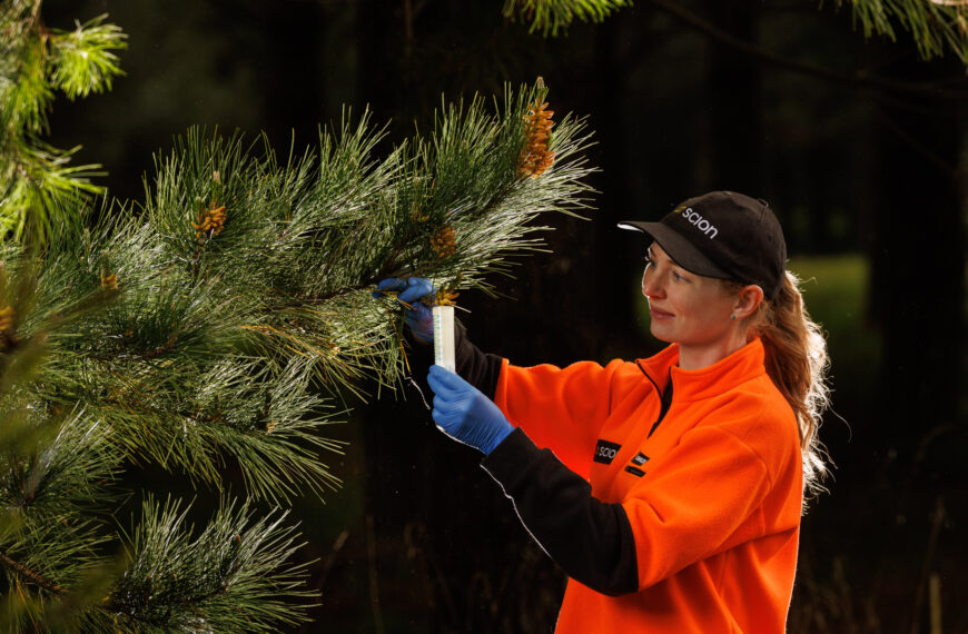 Pine pollen breakthrough not to be sneezed at