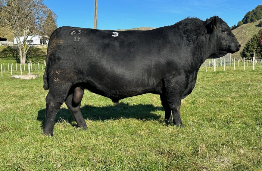 Higher-priced Angus bulls add spice to sales