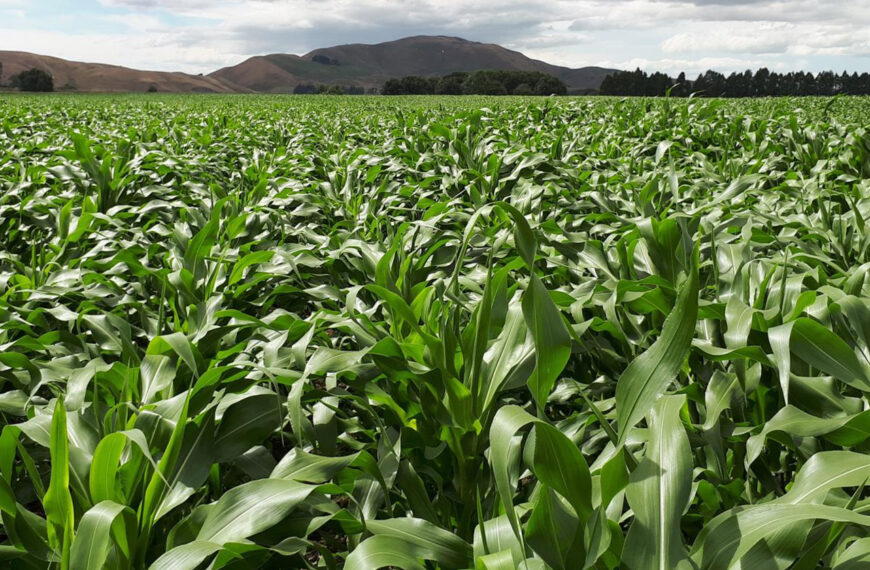 Crops grow successfully in cyclone-induced silt