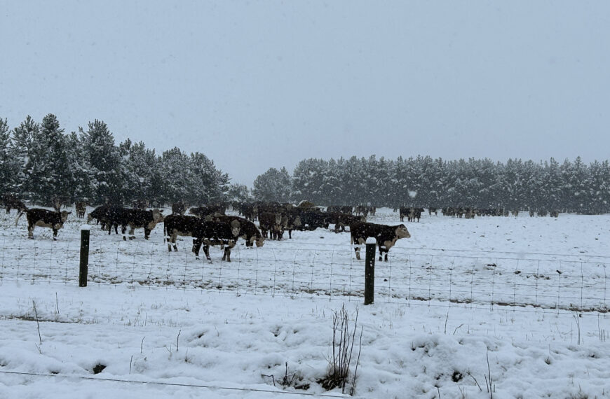 Otago snow dump sparks feed concerns