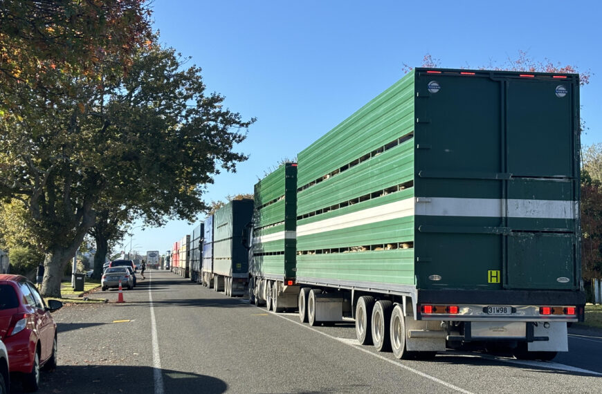 Rules loading stress on livestock truck drivers