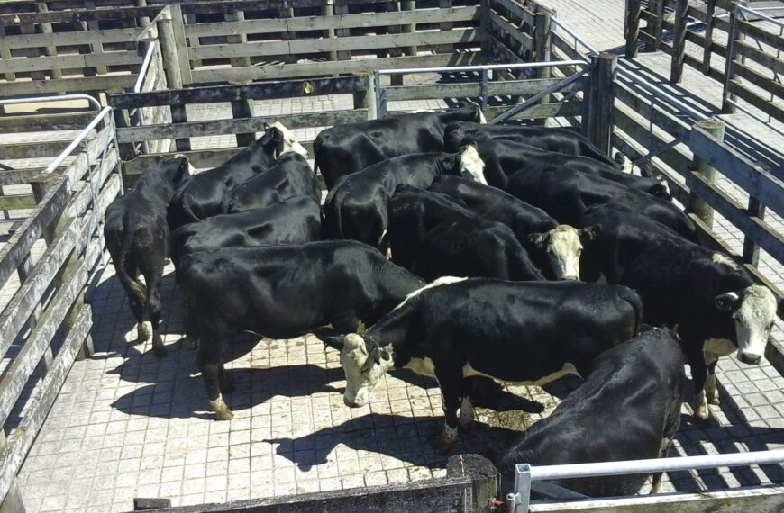 ‘Unheard of’ prices as Northland cattle supply dries up