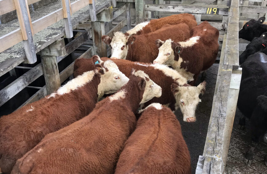 Buyers bullish over in-calf beef cows