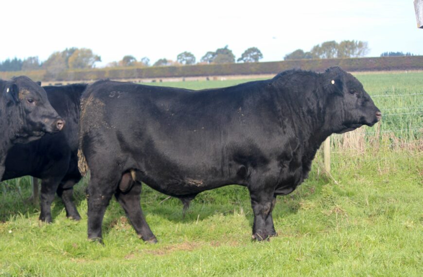 Laing family Angus tops bulls sales season so far