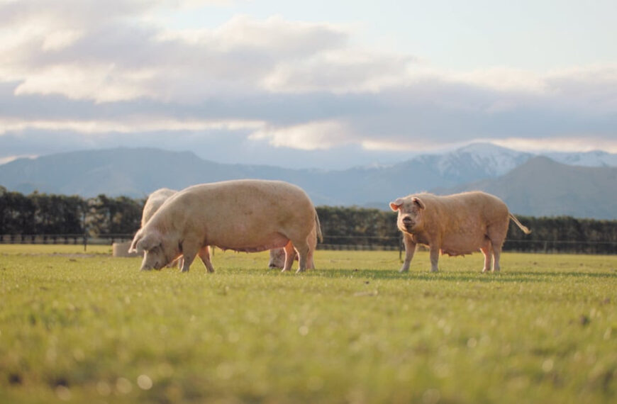 Patoa Farms makes pig pledge to Meat the Need