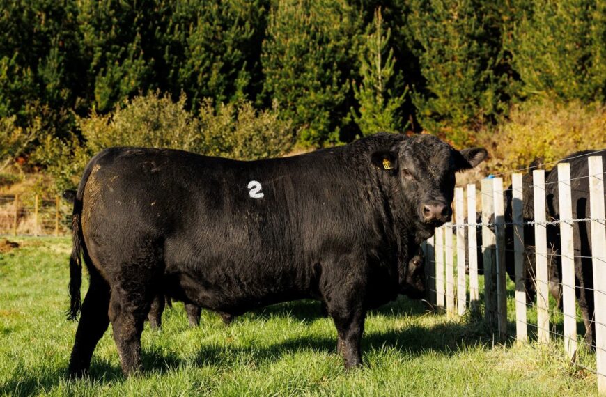 Tangihau Angus shatters on-farm record bull price