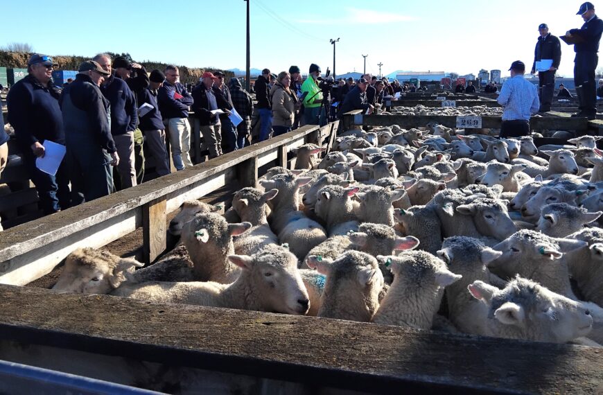 In-lamb ewes deliver on expectations at Temuka sale