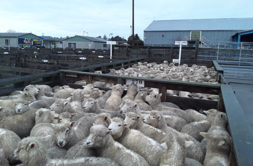 Temuka online sales move outside to sheep