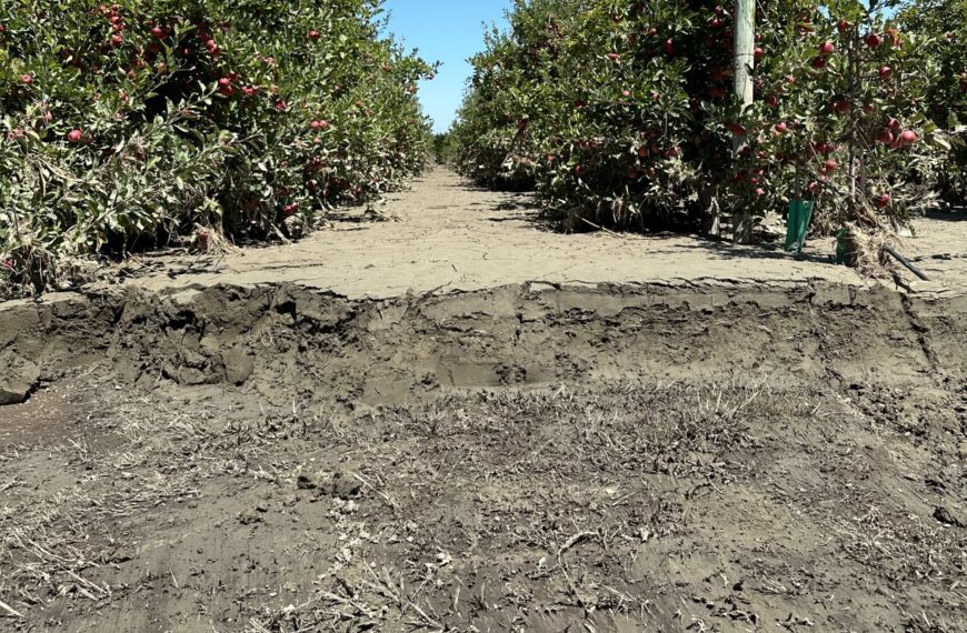 More funding needed for Hawke’s Bay hort recovery