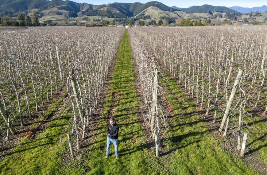 Premium apples saved by dam