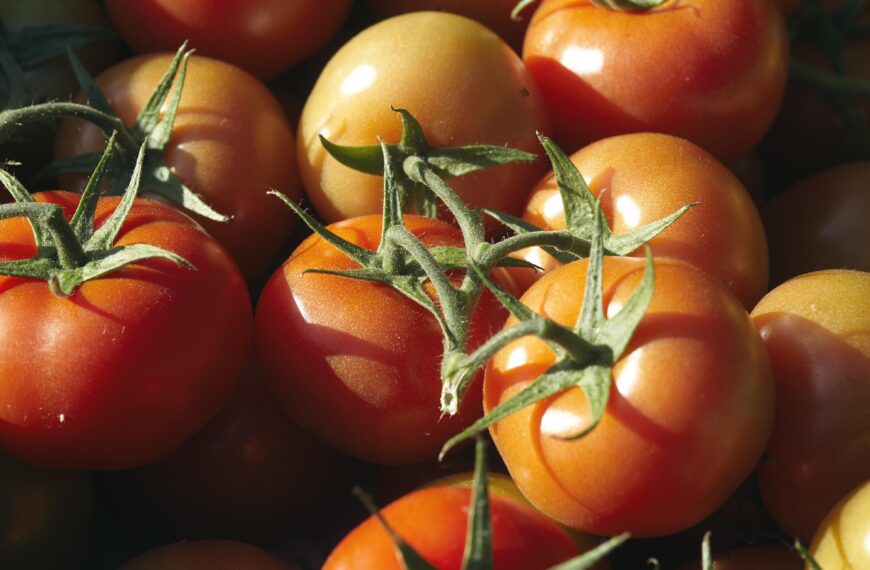 Tomato seed imports restricted after virus news