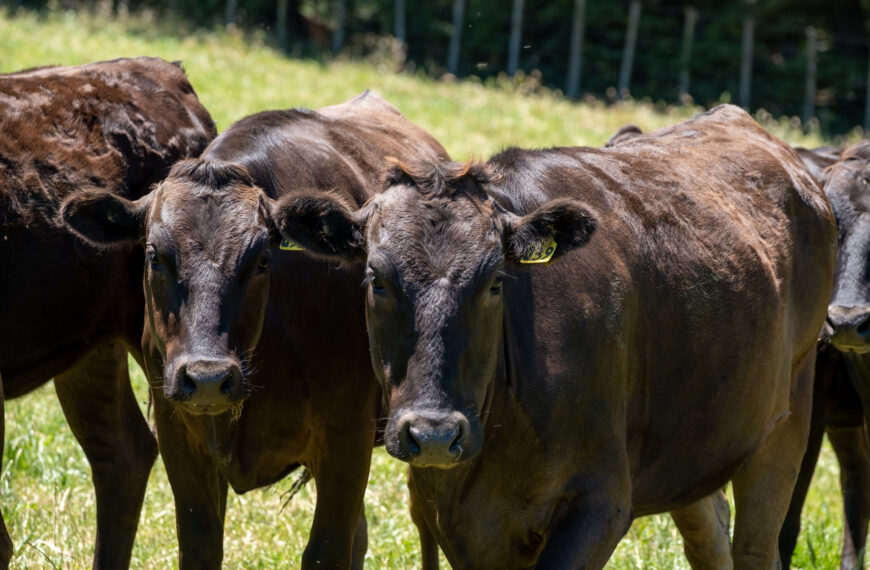 Shortfall of $8m as NZ Wagyu goes bust