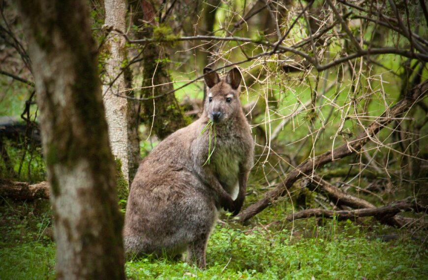 Elusive Te Anau wallaby drops a hint