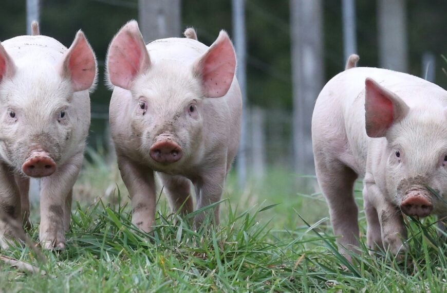 Win for pork sector as policy tweaked