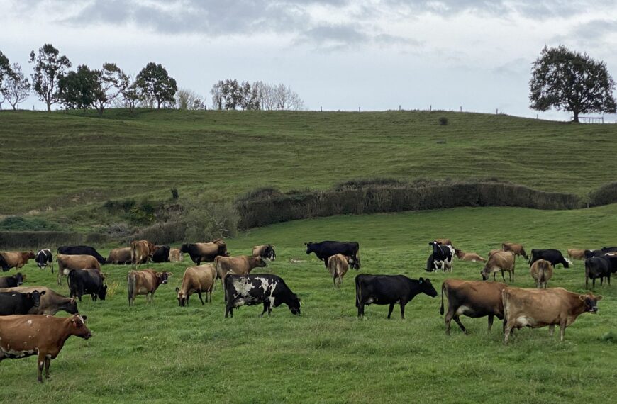 Rapid test for bovine Tb in the works