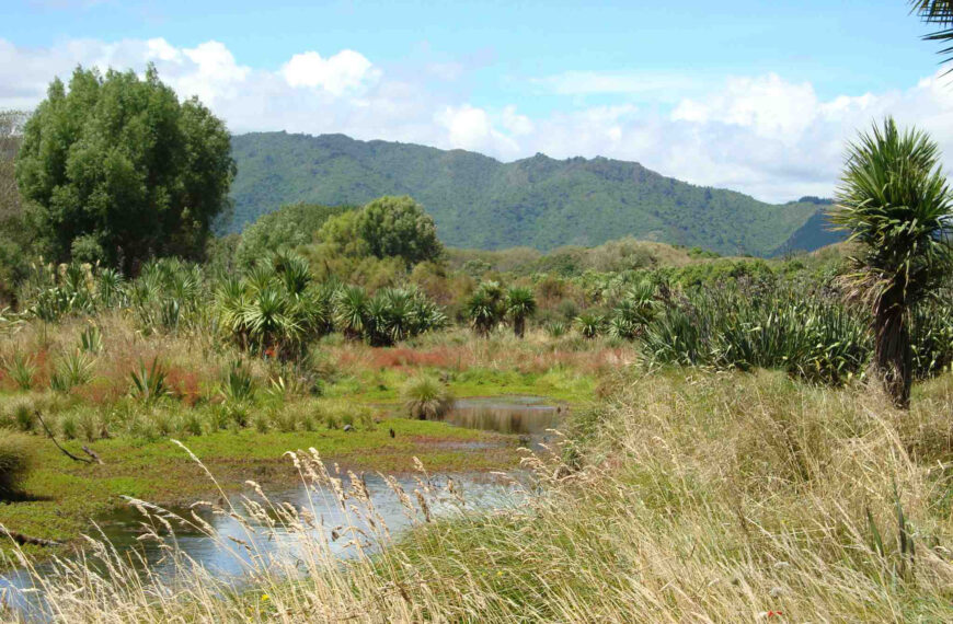 Wetland