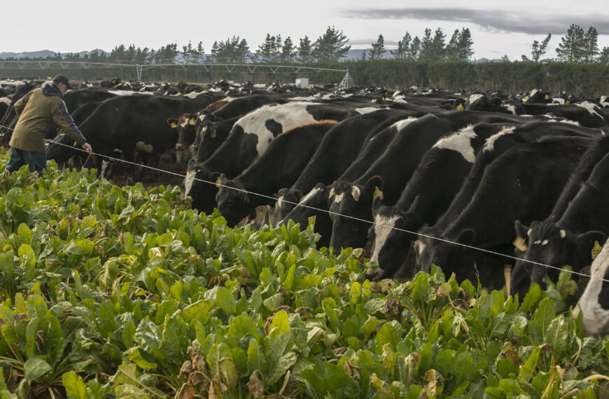 ORC winter grazing flyovers go ahead