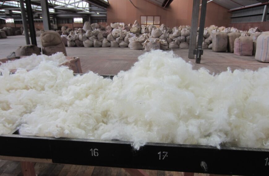 Wool key to viable future for sheep