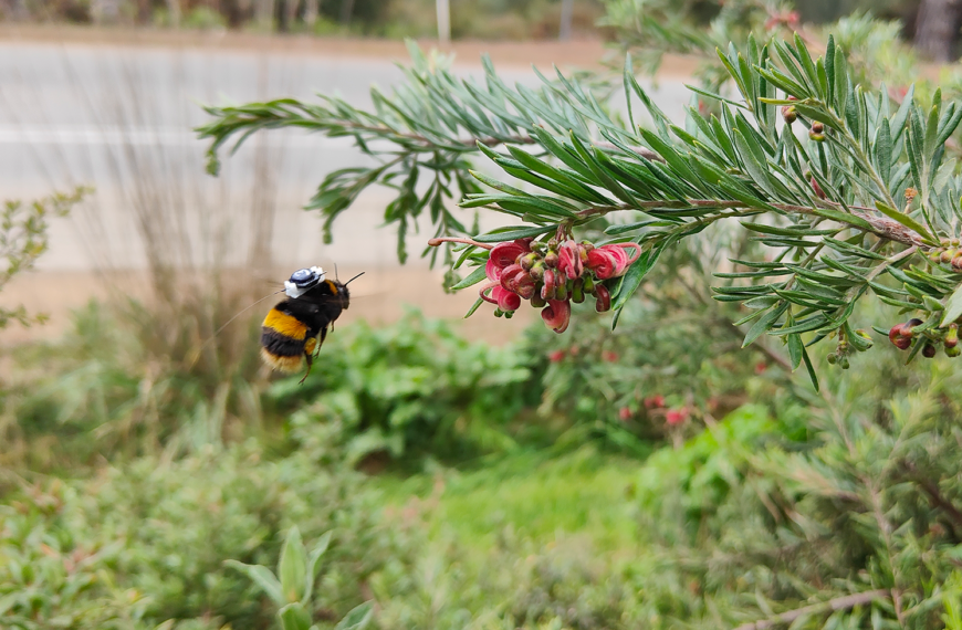 Science hitches a ride on bumble bees