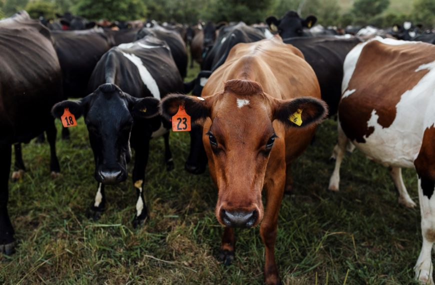 Farms close to breaking even in new DairyNZ forecast