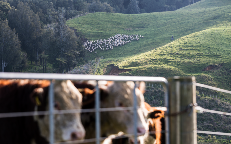 BLNZ Outlook sees farm profits drop